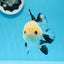 A Grade Tricolor Button Eyes Oranda Male 4.5 inches #0830OR_23