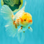 A Grade Polkadot Red White Oranda Male 6 inches #100926OR_23