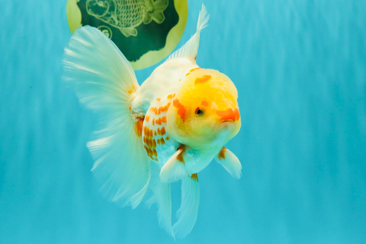 A Grade Polkadot Red White Oranda Male 6 inches #100926OR_23