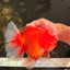 ANGER AAA Grade Broadtail Red White Oranda Male 7 inches #071026OR_05