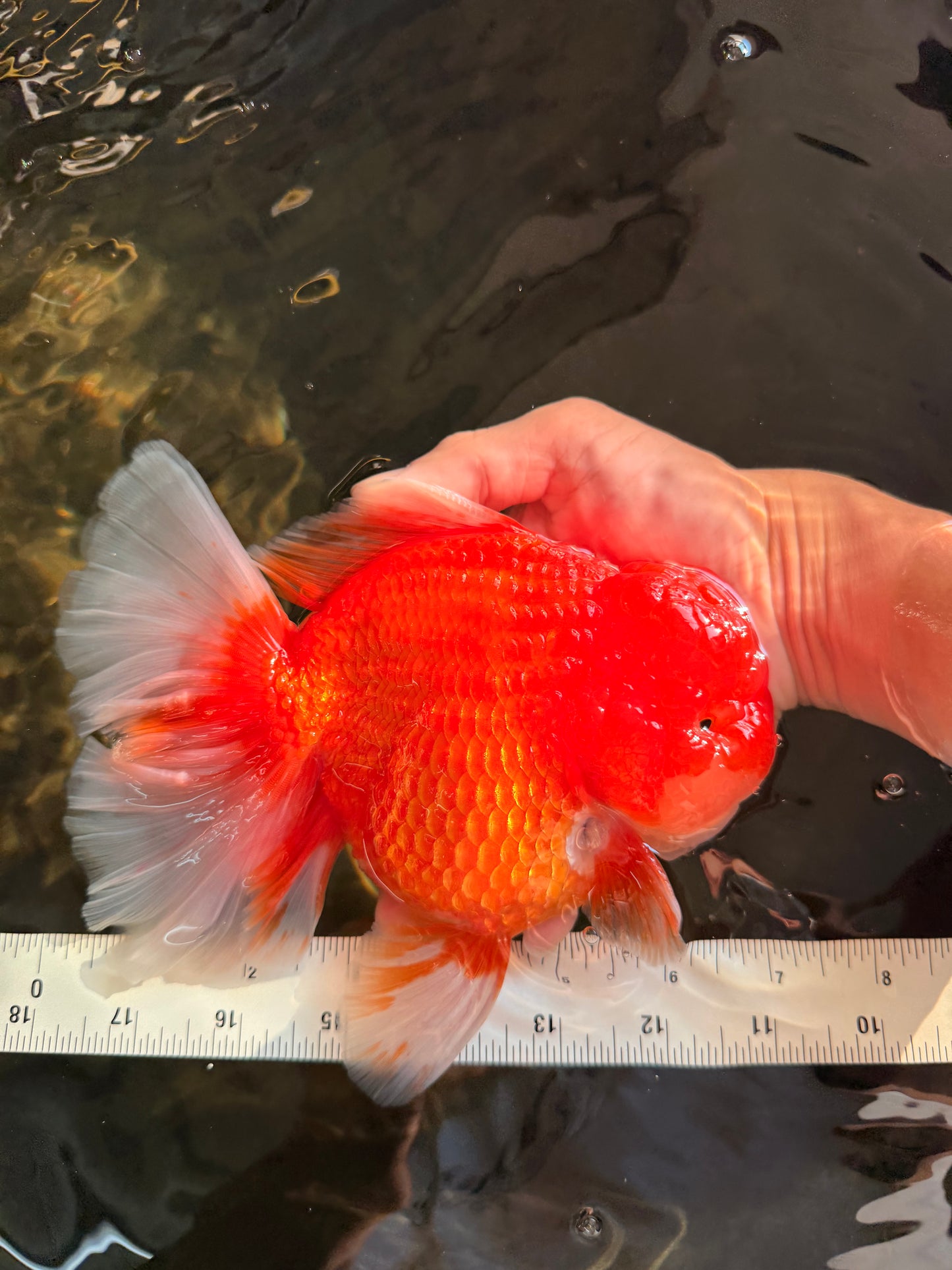 ANGER AAA Grade Broadtail Red White Oranda Male 7 inches #071026OR_05