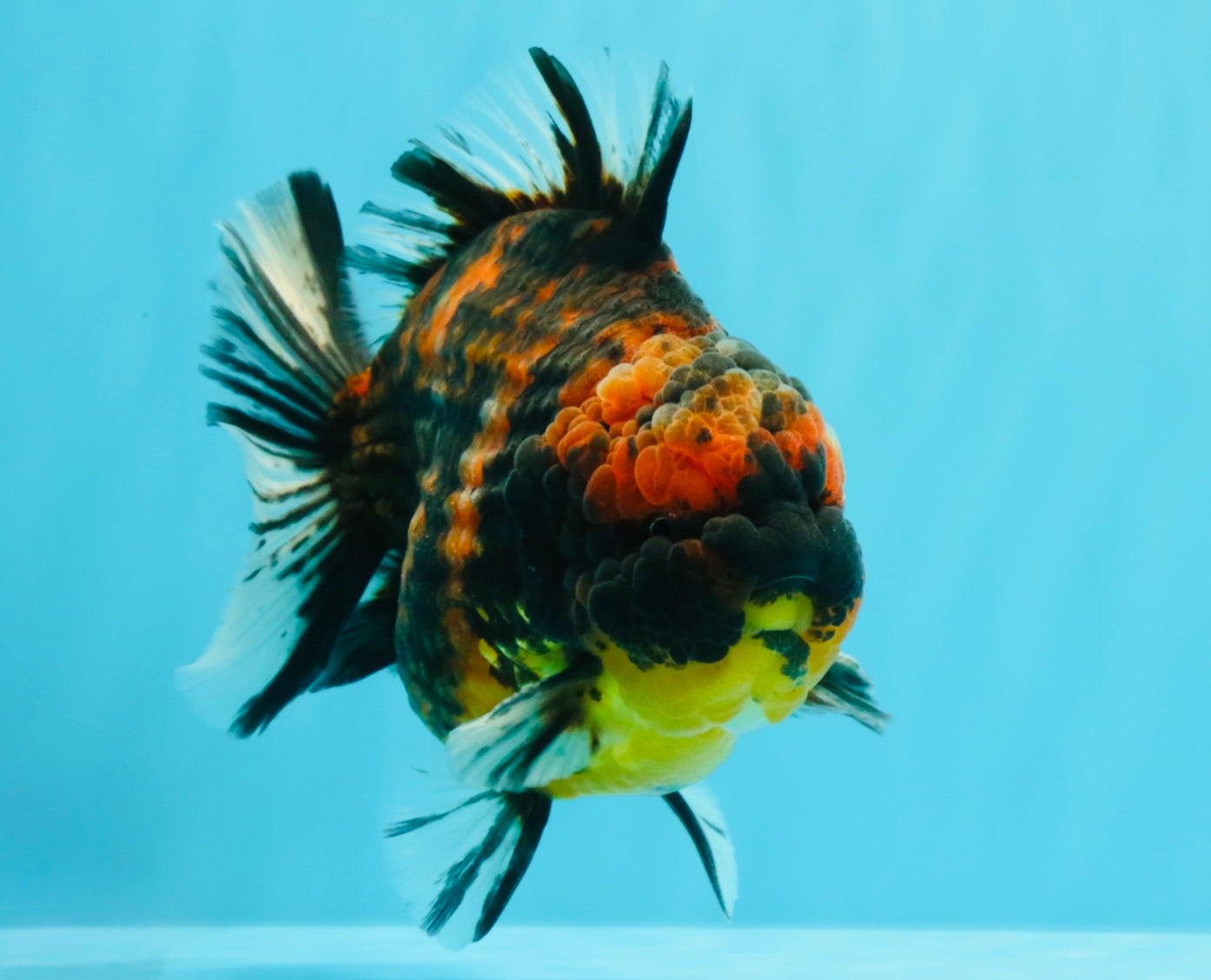 AAA Grade Godzilla Tiger Yuanbao Male 5.5 inches #030626YB_10