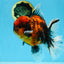 AAA Grade Godzilla Tiger Oranda Female 6.5 inches #081525OR_12