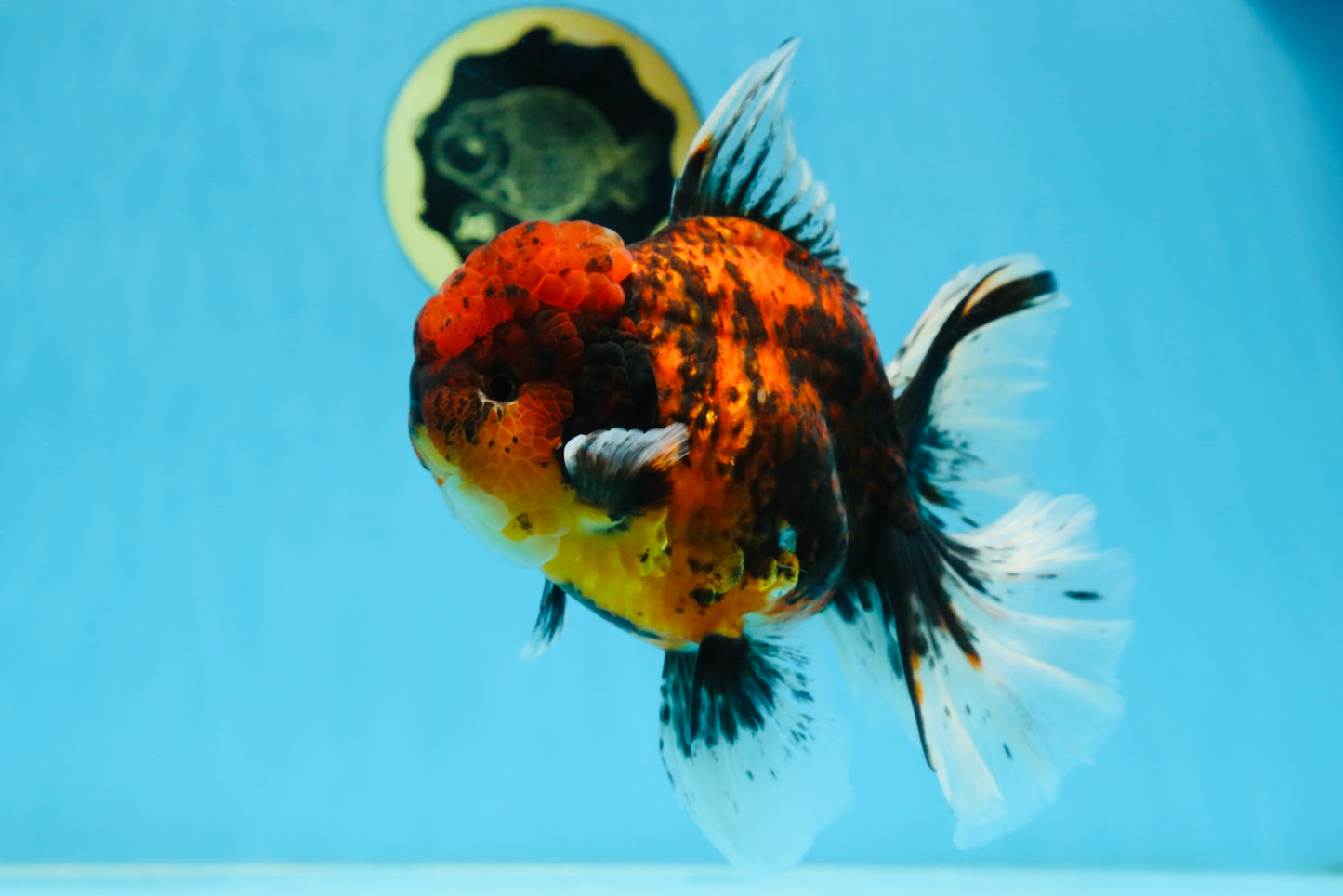 AAA Grade Godzilla Tiger Oranda Female 6.5 inches #081525OR_12