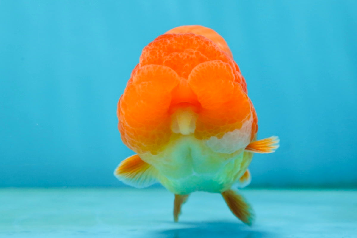 A Grade Solid Red LionKing 4 inches #062725LC_01