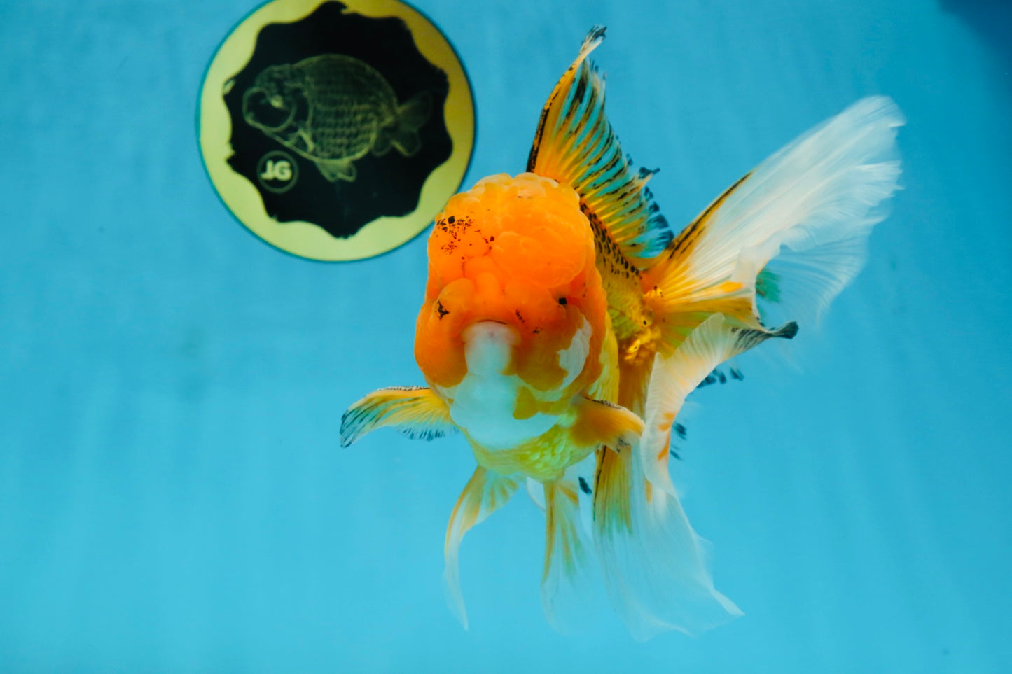 AAA Grade Orange Oranda Male 6.5 inches #062725OR_16