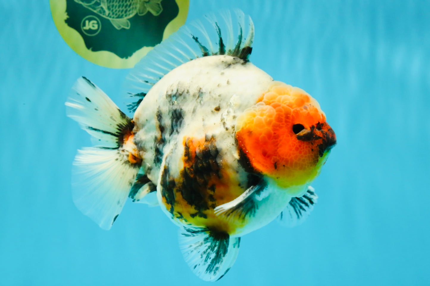 A Grade Godzilla Marble Yuanbao Male 6 inches #022726YB_03