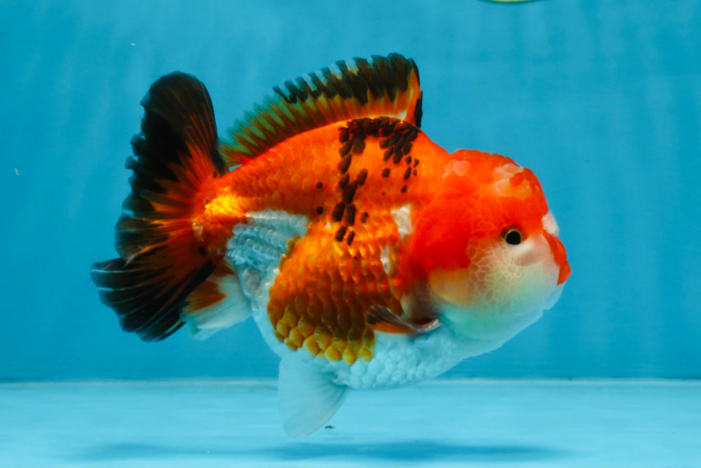 A Grade Tricolor Yuanbao Male 4.5 inches #103125YB_02