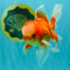 A  Grade Red White Oranda Male 5.5-6 inches #082126OR_07