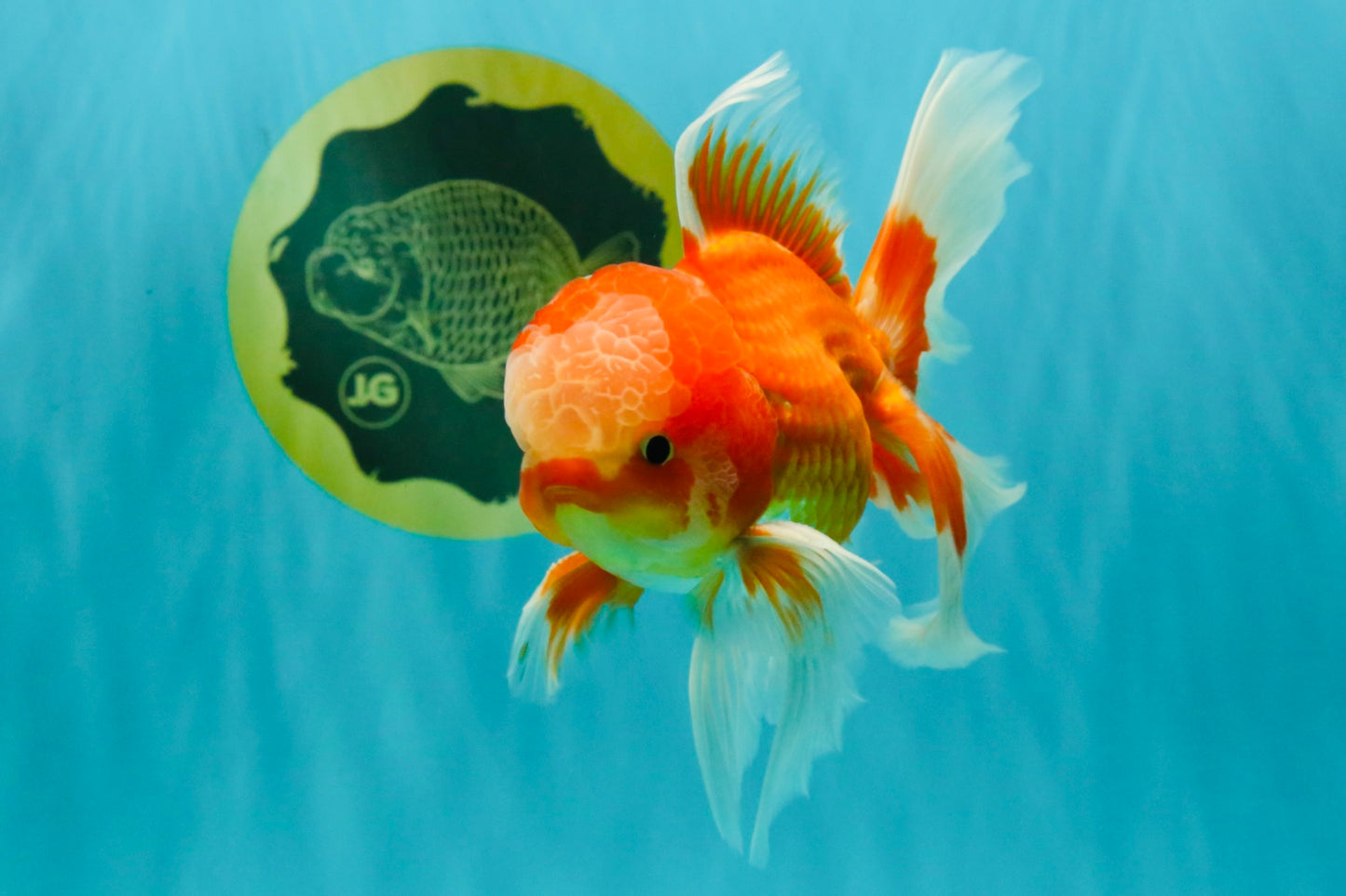 A  Grade Red White Oranda Male 5.5-6 inches #082126OR_07