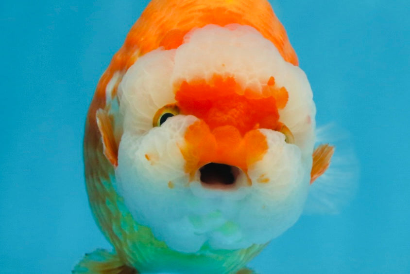 A Grade CHUBBY Red White LionKing 5.5-6 inches #091925LC_23