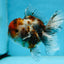 A Grade CHUBBY Calico Kirin Oranda Male 5.5  inches #091225OR_10