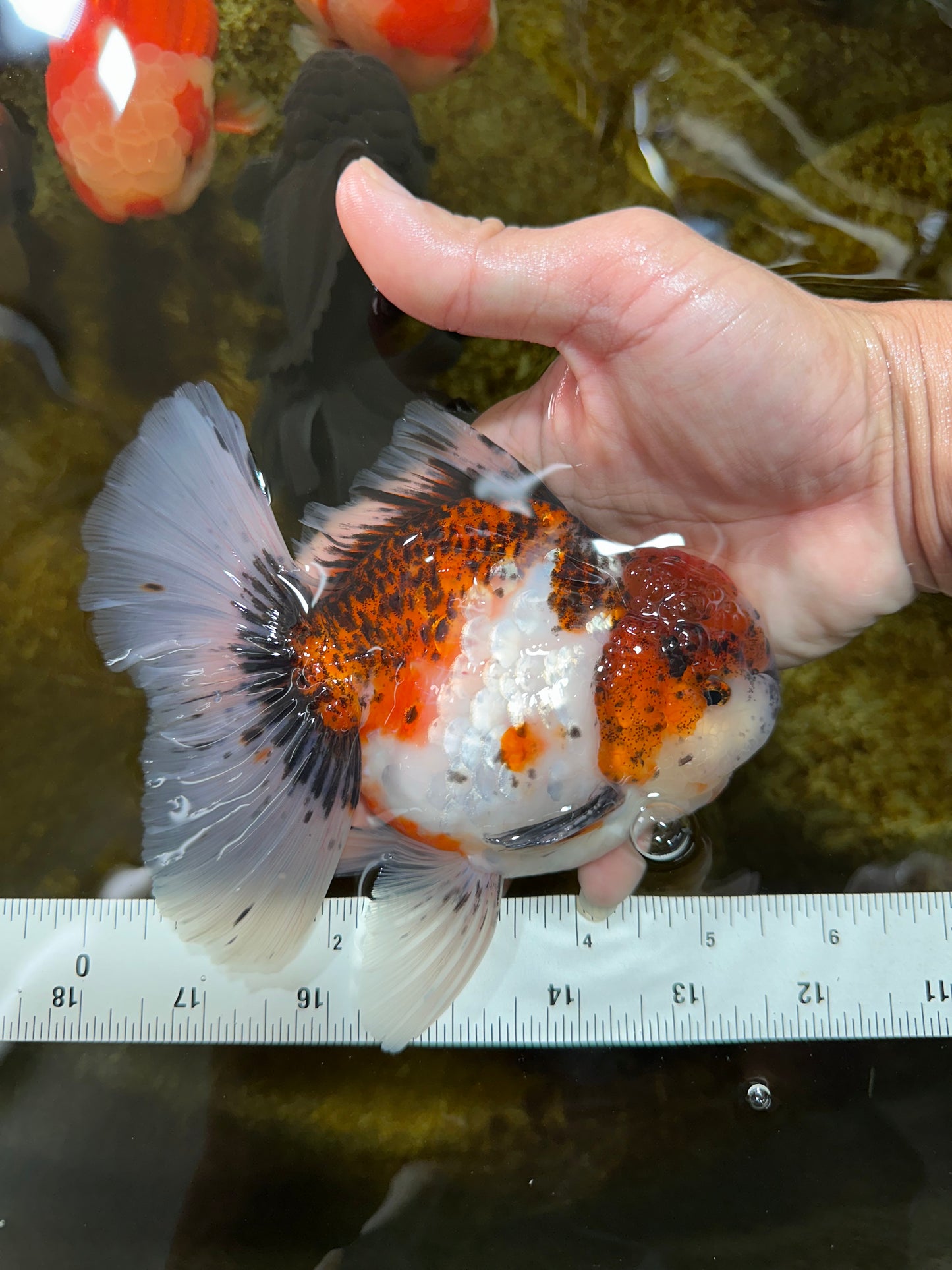 AAA Grade Young Godzilla Calico Oranda Male 5.5 inches #080125OR_04
