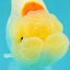 Red White LionChu Female 4.5-5 inches #050826LC_17