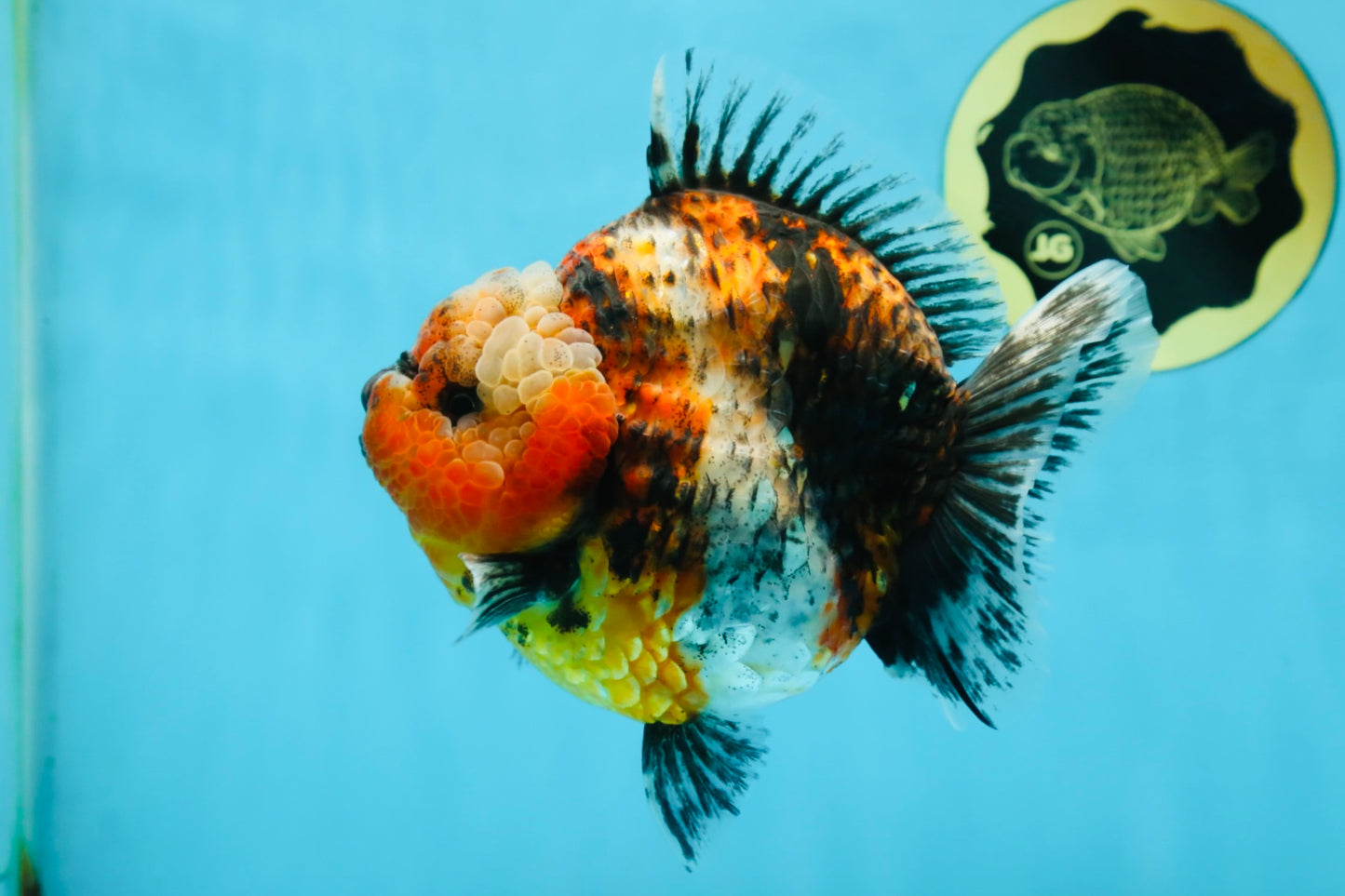 AAA Grade RARE Big Body Godzilla Calico Yuanbao Female 5-5.5 inches #051625YB_13