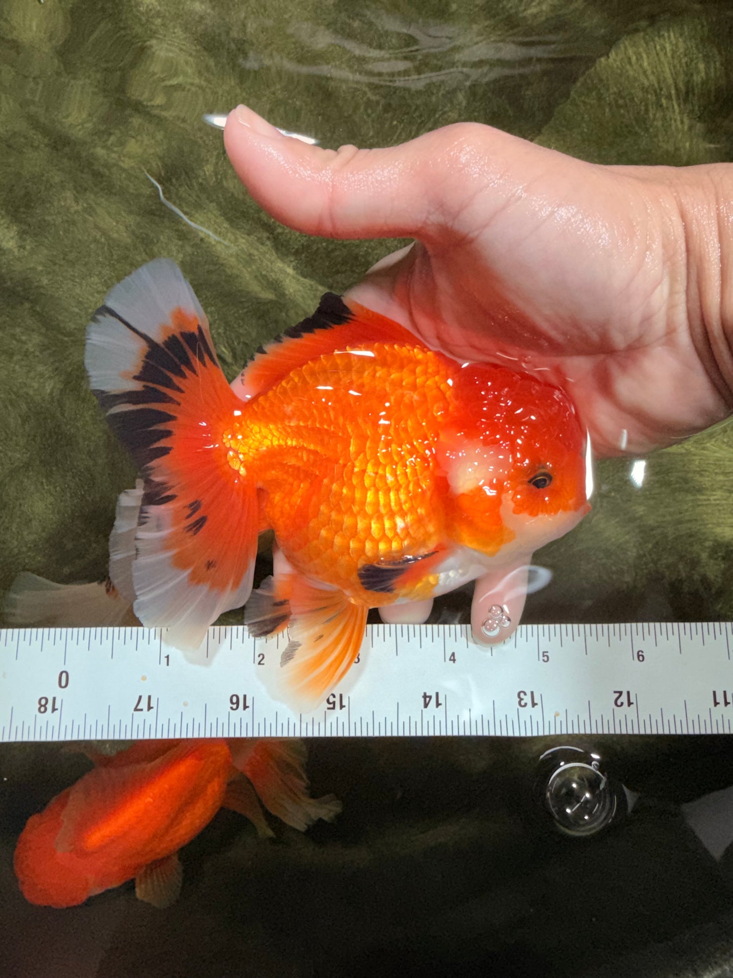 A Grade Red White Oranda Male 5.5 inches #040326OR_12