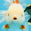 AAA Grade BEAUTY Red White Oranda Female 6.5 inches #100325OR_13