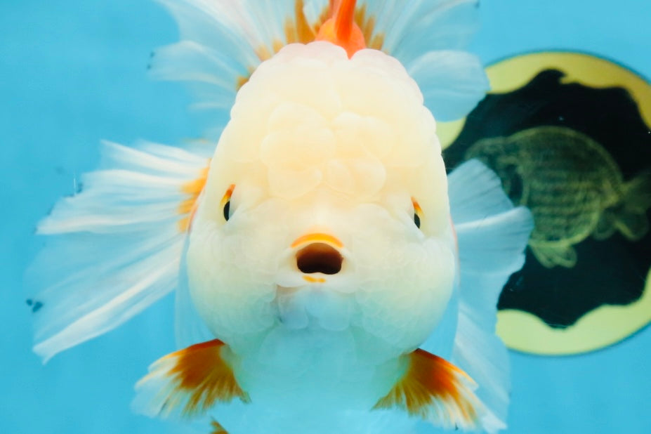 AAA Grade BEAUTY Red White Oranda Female 6.5 inches #100325OR_13