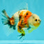 A Grade Sanke Oranda Male 4.5-5 inches #082126OR_25