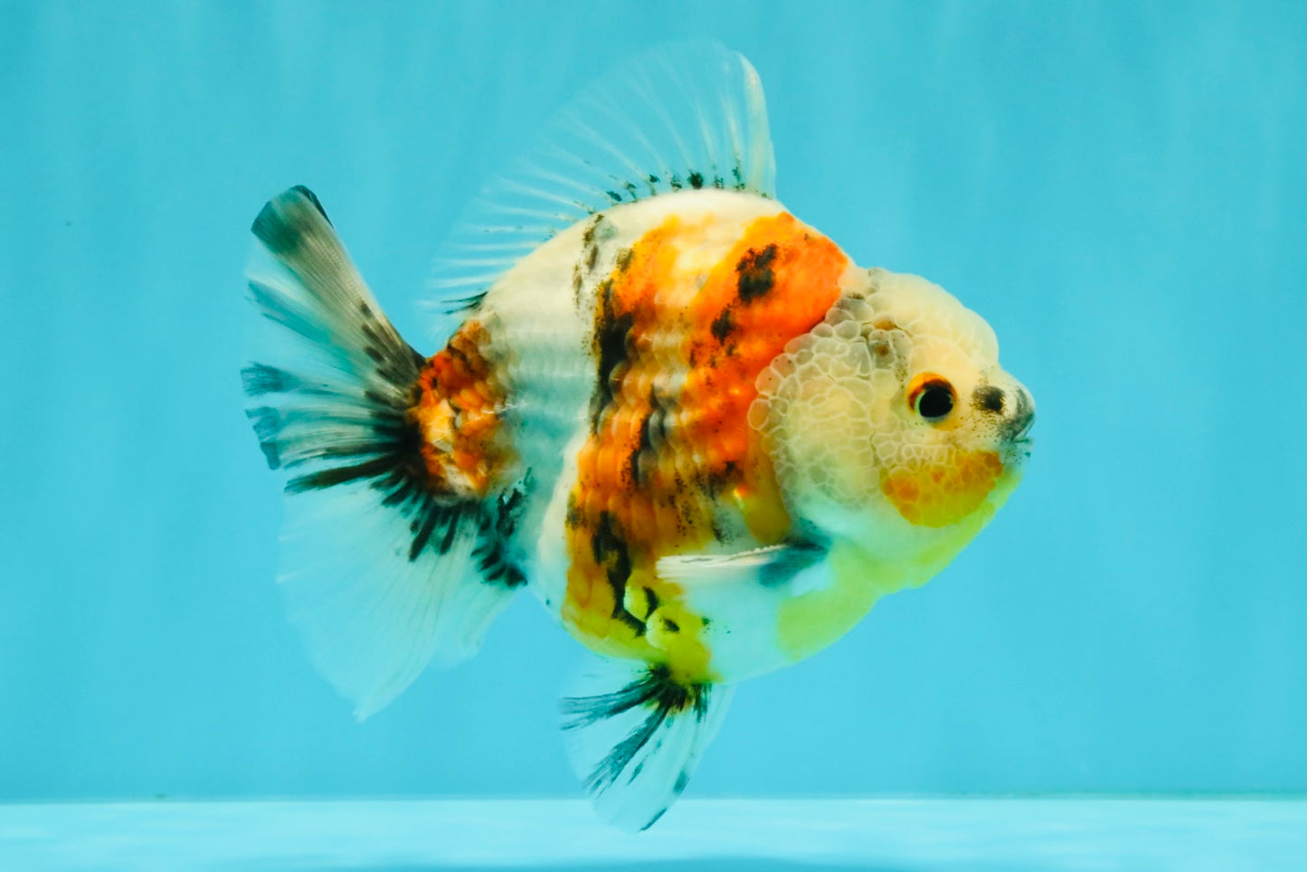 A Grade Sanke Oranda Male 4.5-5 inches #082126OR_25