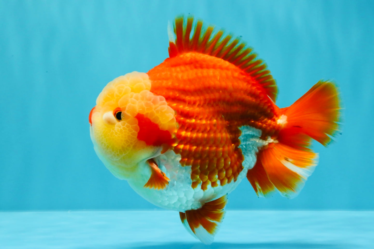 SUPER CUTE AAA Grade Godzilla Red White Yuanbao Male 6 inches #022726YB_02