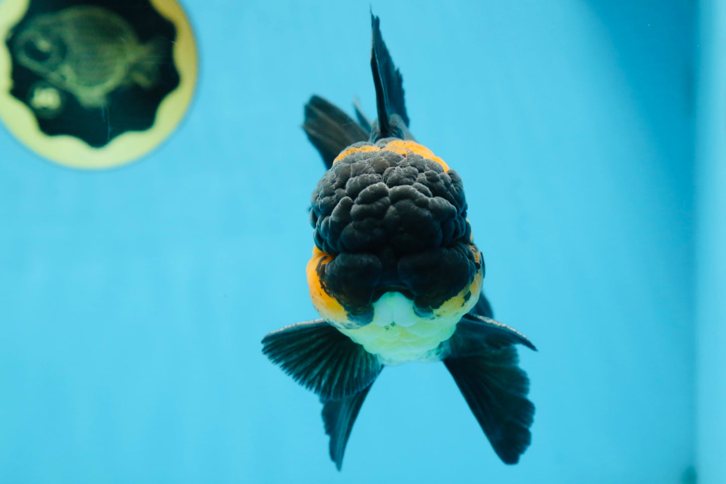 A Grade CHONKY Tricolor Oranda Male 6 inches #080125OR_26