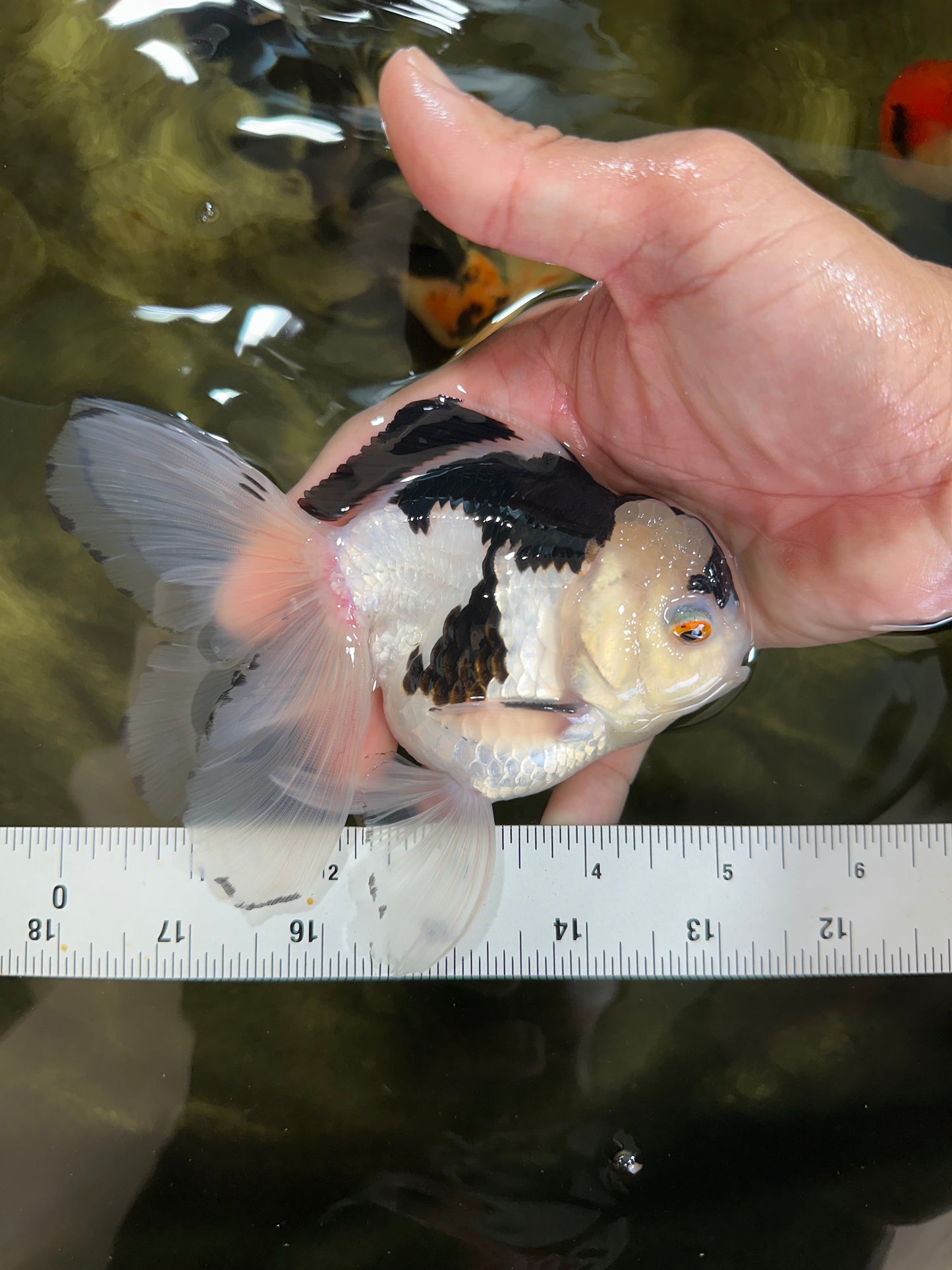 Panda Oranda Male 5 inches #091225OR_22