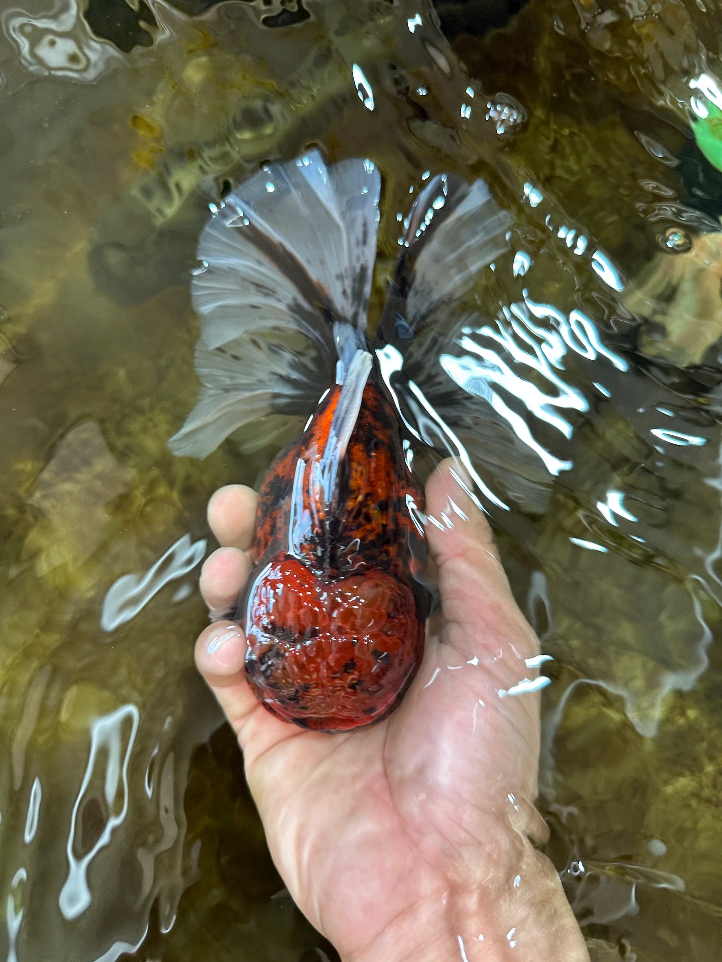 AAA Grade Godzilla Tiger Oranda Female 6.5 inches #081525OR_12