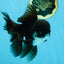 BATMAN A Grade Panda Oranda Male 5.5-6 inches #111425OR_19