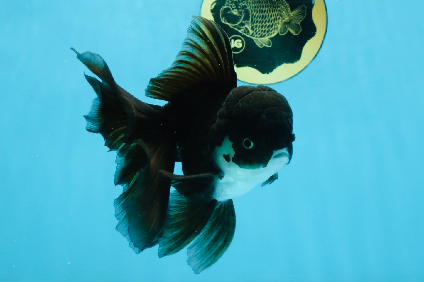 BATMAN A Grade Panda Oranda Male 5.5-6 inches #111425OR_19