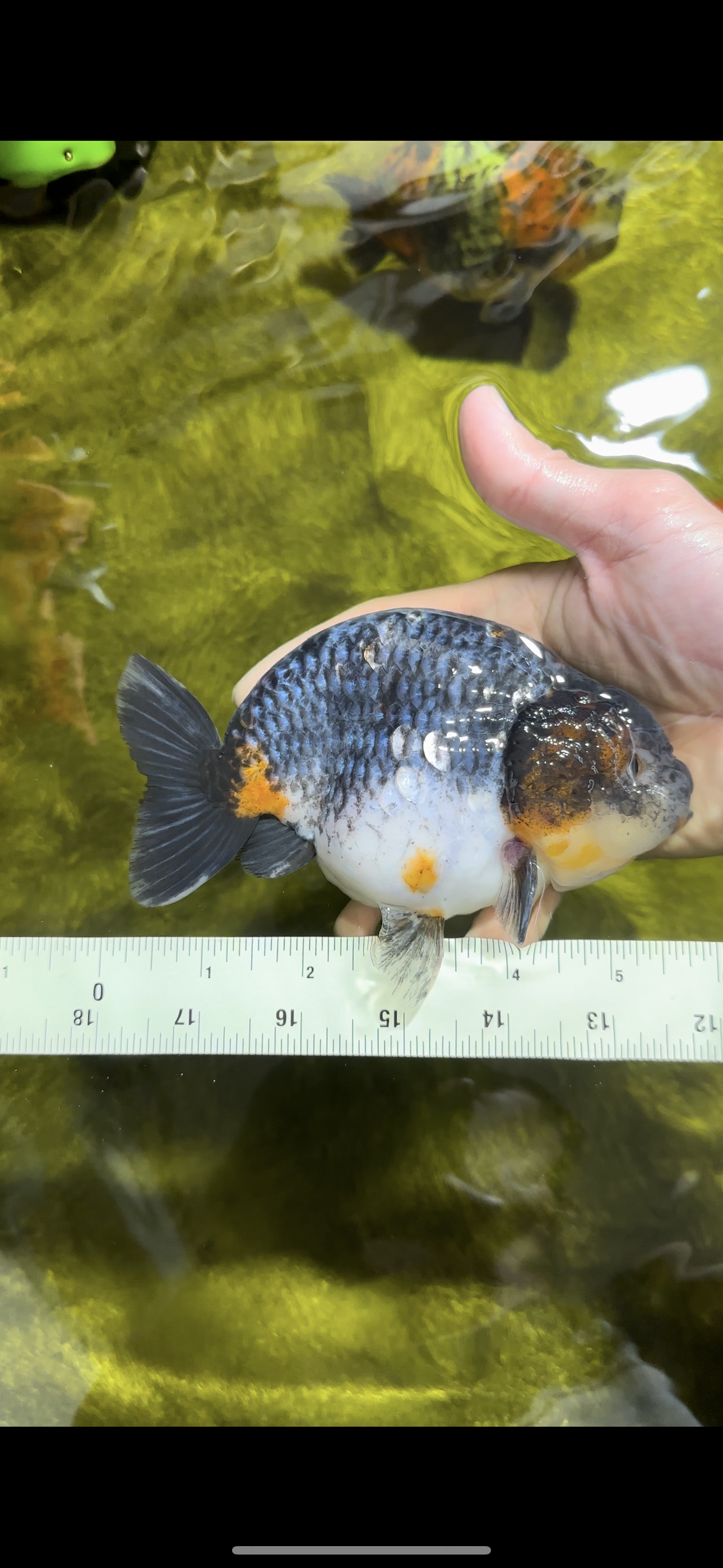 Femelle Ranchu Kirin Blue Base de qualité AAA 5,5 pouces #0503RC_31