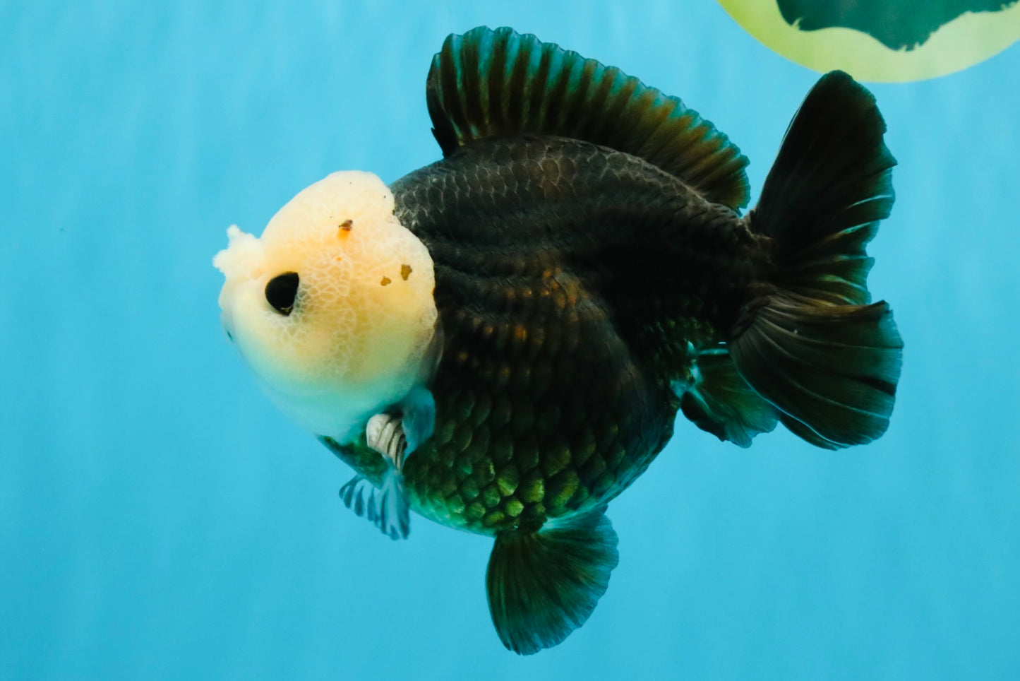 Pompom Panda Button Eyes Yuanbao Male 5-5.5 inches #040326YB_04