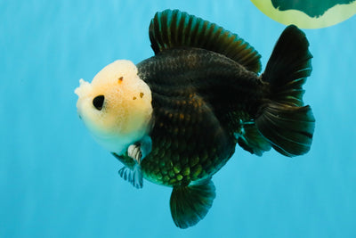 Pompom Panda Button Eyes Yuanbao Male 5-5.5 inches #040326YB_04