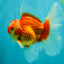 A Grade Red White Oranda Male 6 inches #071726OR_25