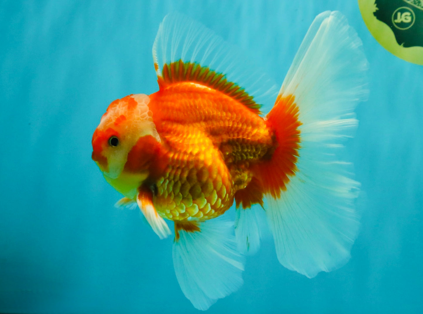 A Grade Red White Oranda Male 6 inches #071726OR_25