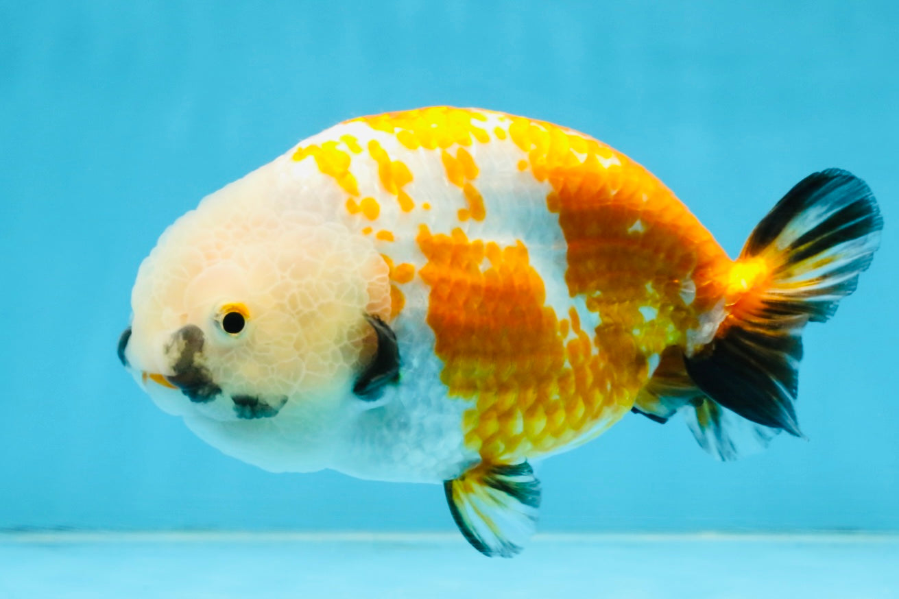 A Grade Tricolor LionKing 5-5.5 inches #112125LC_01