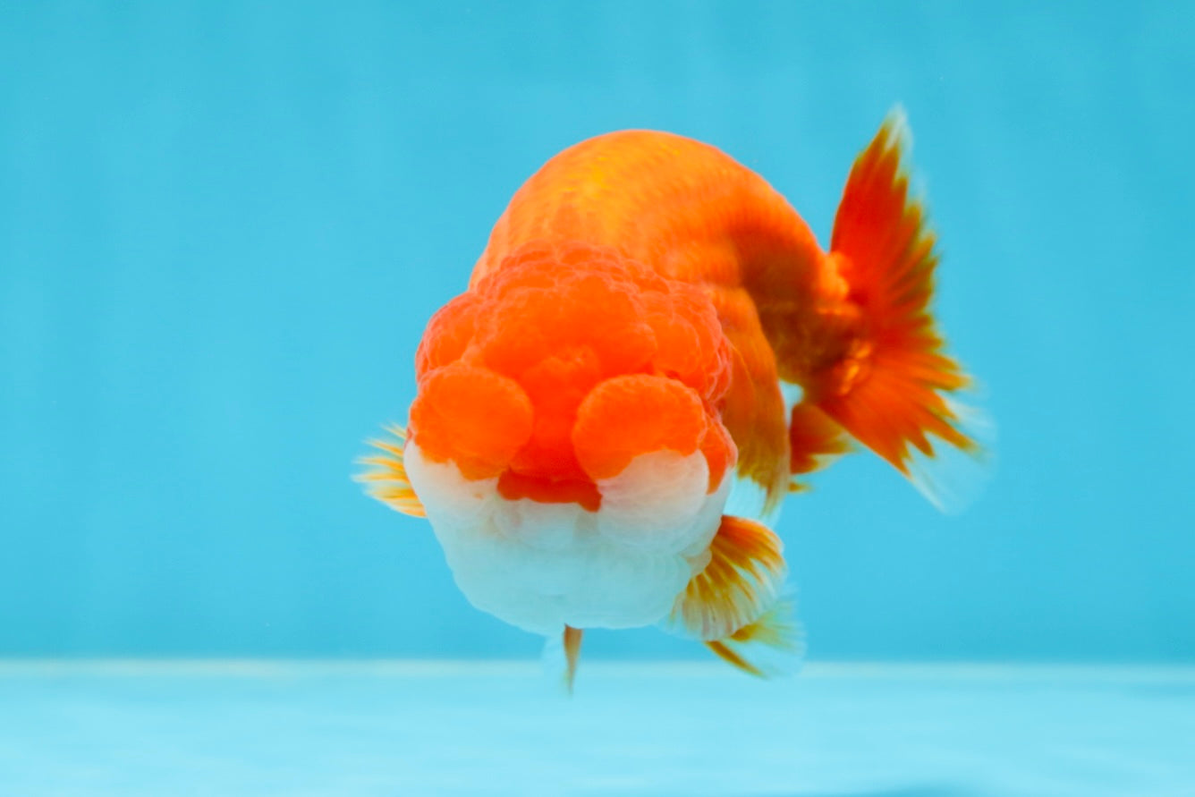 AAA Grade Red White LionKing 4-4.5  inches #053025LC_11