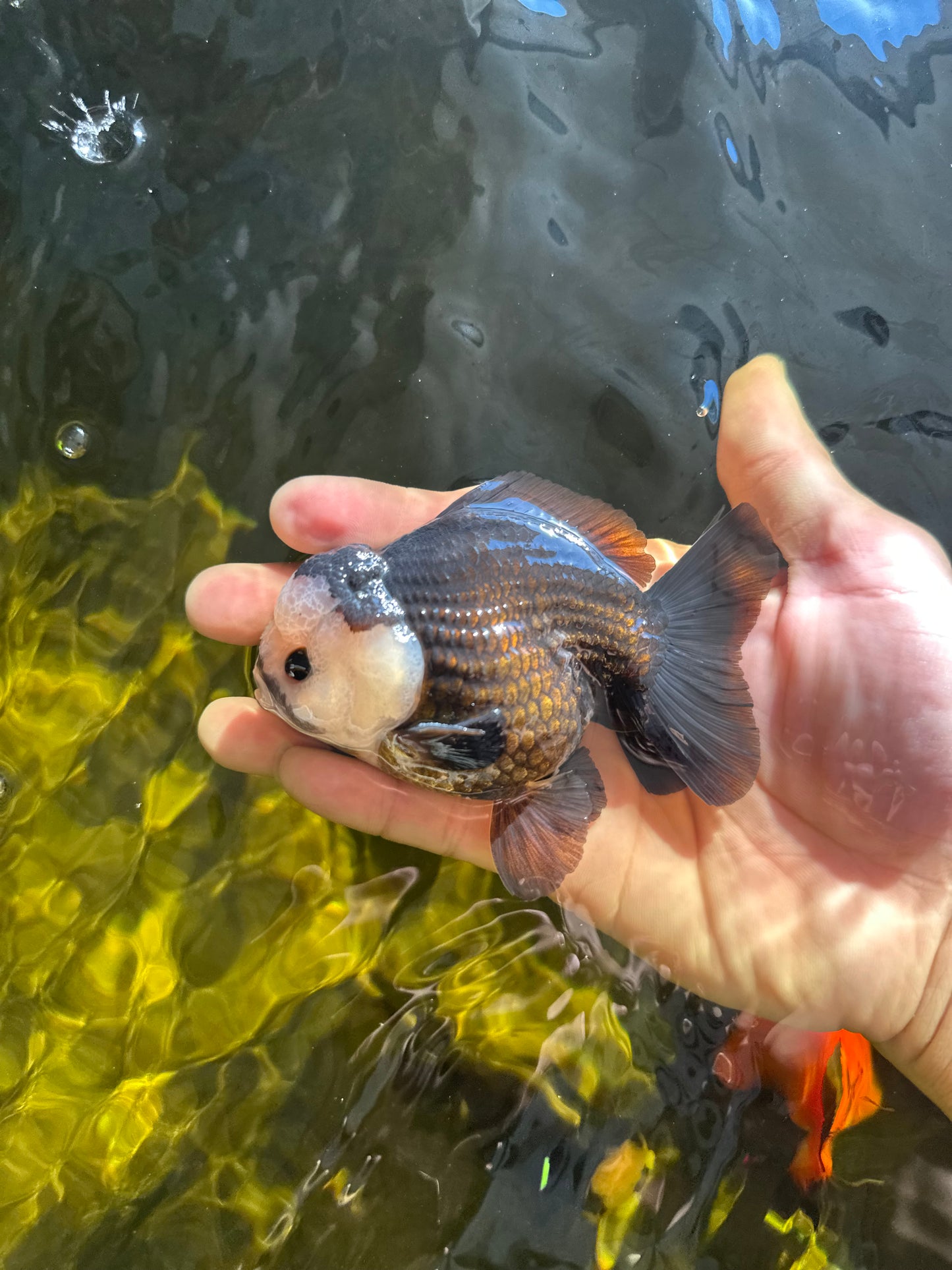 AAA Grade Pompom Panda Button Eyes Yuanbao Male 4 inches #050925YB_25