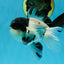 Cutie Face Panda Oranda Male 4.5-5 inches #042525OR_10