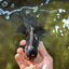 A Grade Fluffy Tail Panda Oranda Male 6 inches #011725OR_02