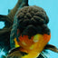 CHUNKY AAA Grade Godzilla Apache Oranda Male 6.5 inches #031326OR_02