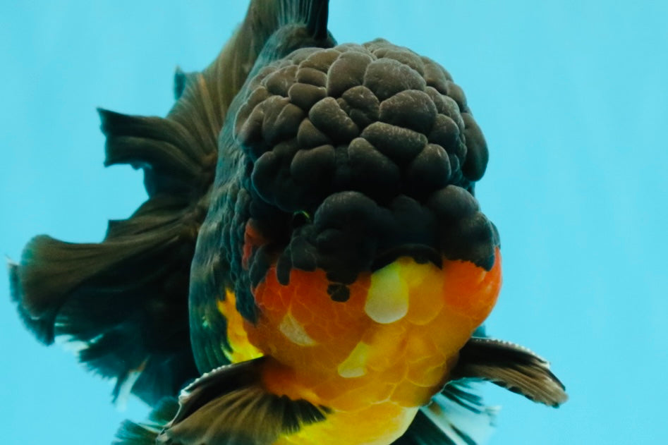 CHUNKY AAA Grade Godzilla Apache Oranda Male 6.5 inches #031326OR_02