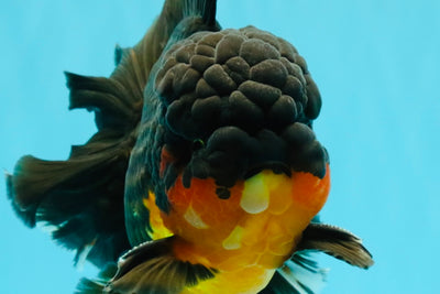 CHUNKY AAA Grade Godzilla Apache Oranda Male 6.5 inches #031326OR_02