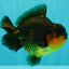 SUPER CUTE AAA Grade Apache Yuanbao Male 4.5-5 inches #101626YB_32