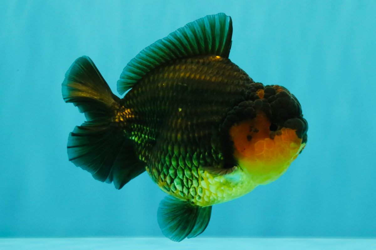 SUPER CUTE AAA Grade Apache Yuanbao Male 4.5-5 inches #101626YB_32