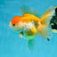 A Grade Chubby Orange White Oranda Female 4.5 inches #010325OR_07