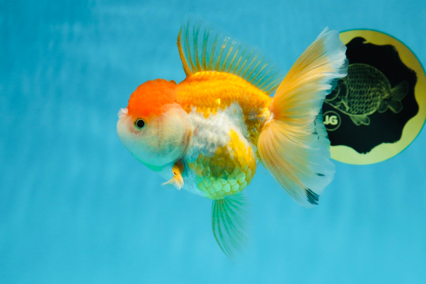 A Grade Chubby Orange White Oranda Female 4.5 inches #010325OR_07