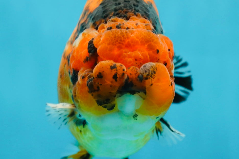 AAA Grade Tiger LionKing 5-5.5 inches #050925LC_05