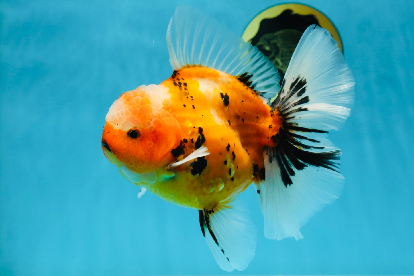 AAA Grade TOP Tiger Oranda Female 6-6.5 inches #051625OR_16