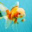 A Grade Jade Head Red White Oranda Male 5.5 inches #102326OR_07